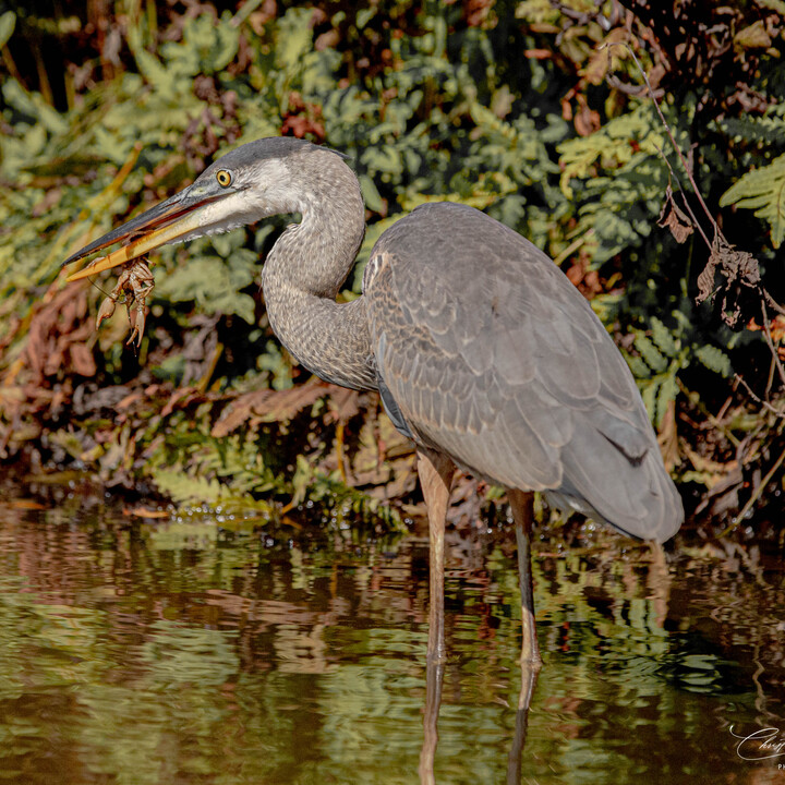 Héron sur la rivière Saint-Charles